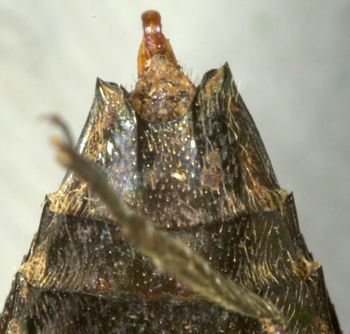 Media type: image;   Entomology 3763 Aspect: anal sclerite